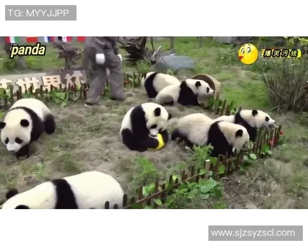 足球球星如何看待大熊猫的独特魅力与保护意义 足球球星如何看待大熊猫的独特魅力与保护意义